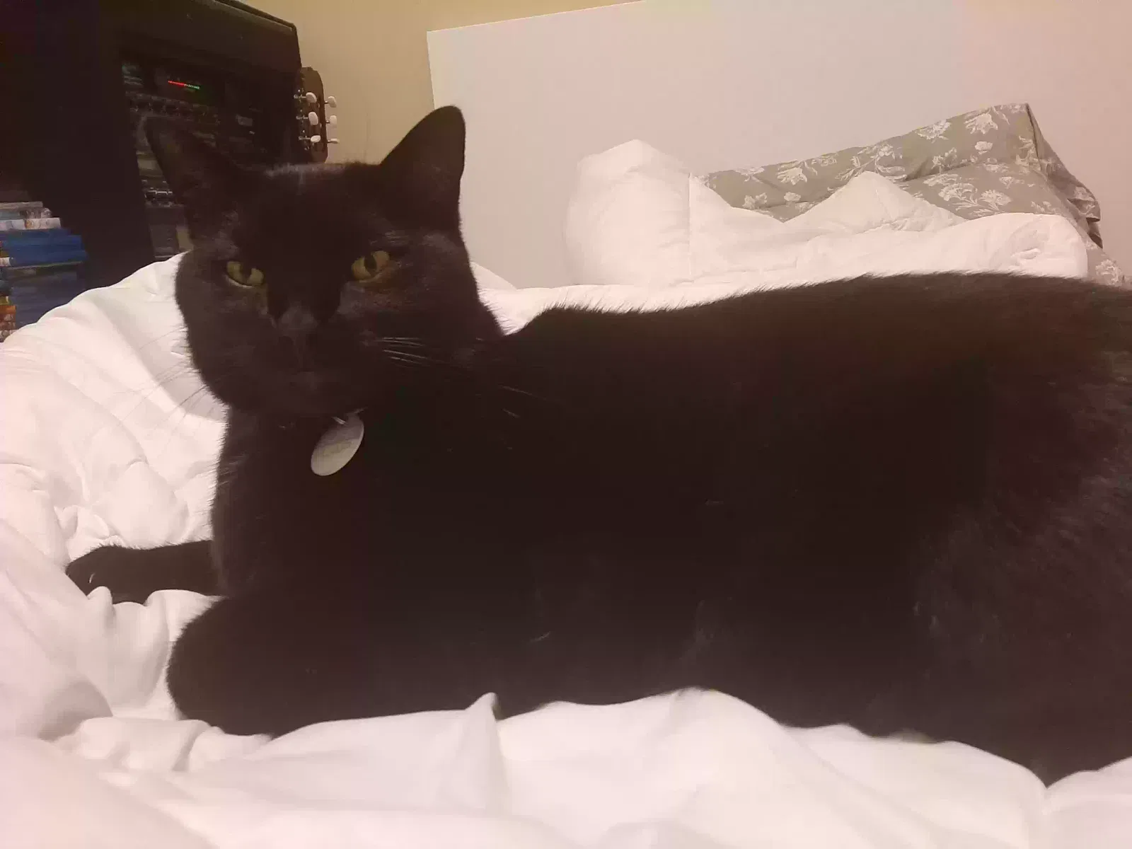 Lost cat in Thonotosassa, FL, 33592
