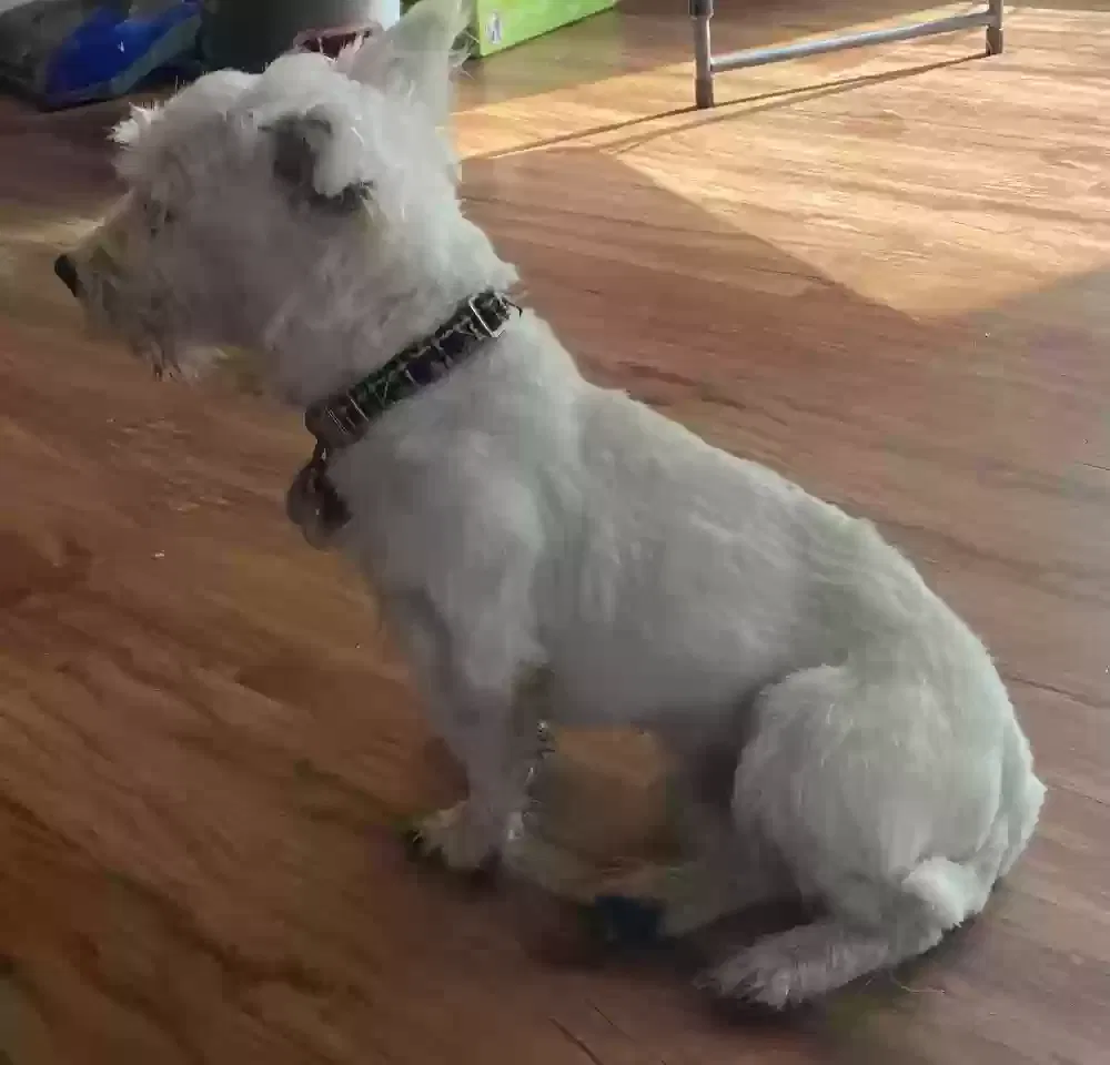 Lost dog in West Chester, OH, 45069