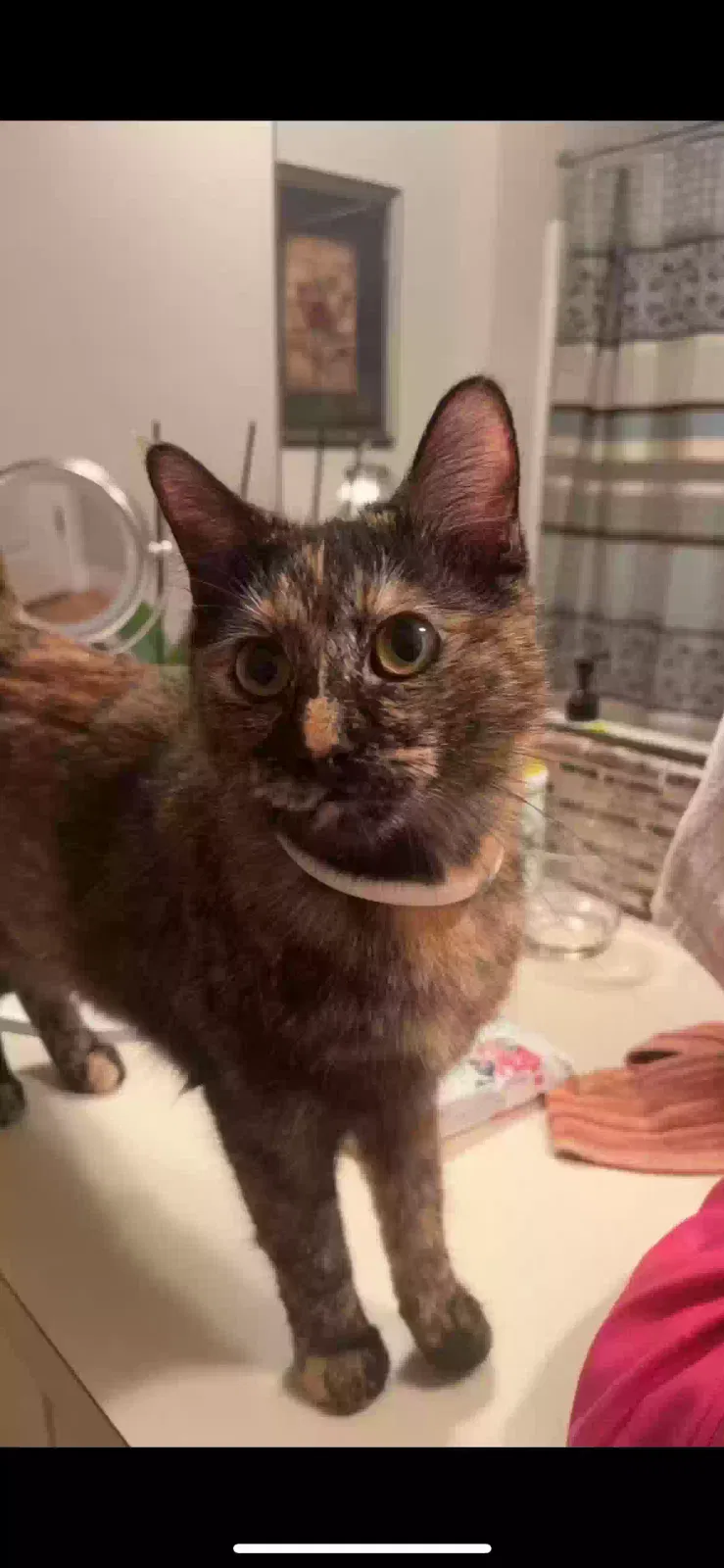 Lost cat in Tacoma, WA, 98406