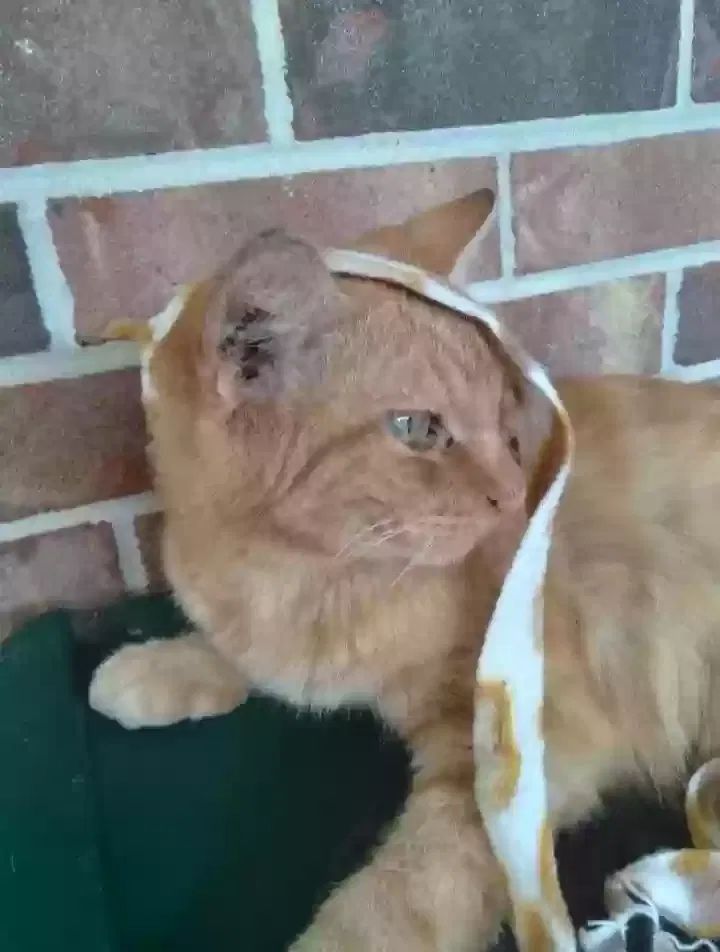 Lost cat in Smithville, TN, 37166