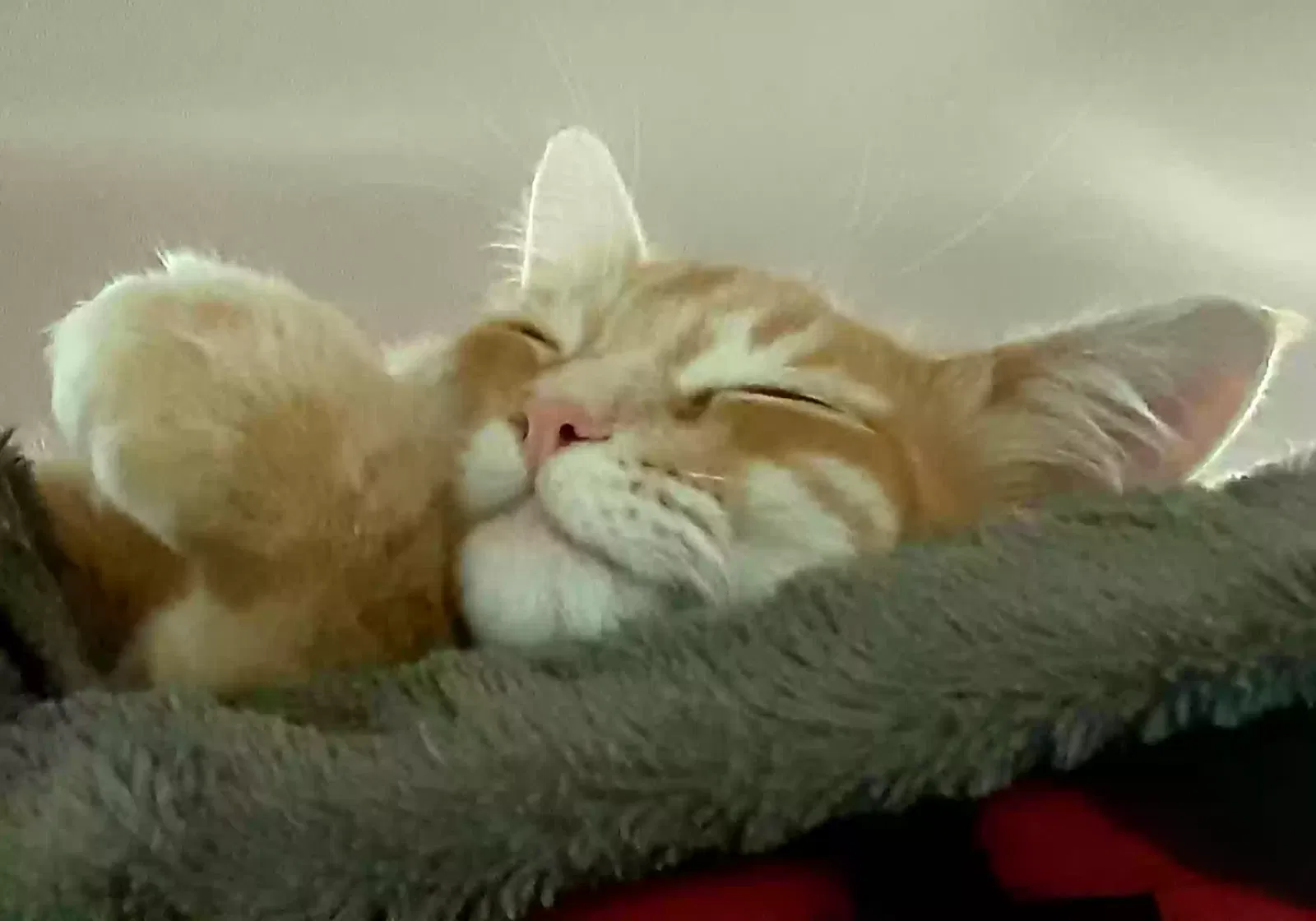 Lost cat in Olympia, WA, 98513