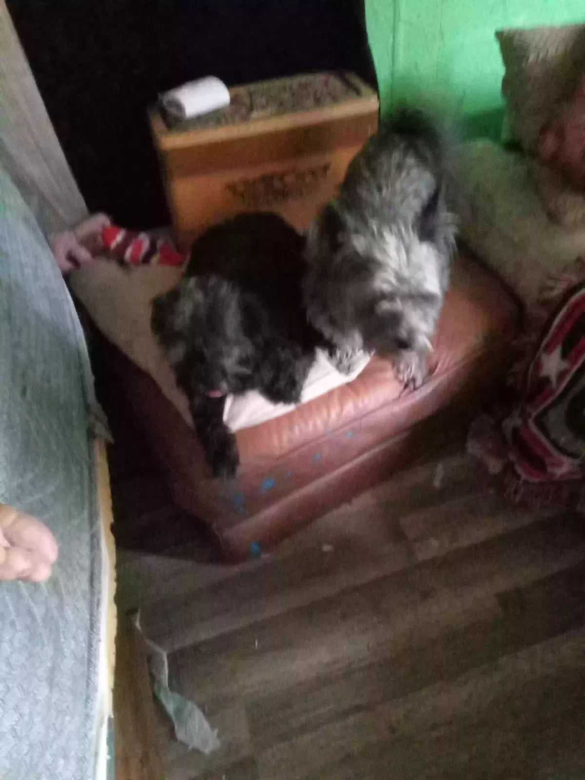 Lost dog in Rapid City, SD, 57702