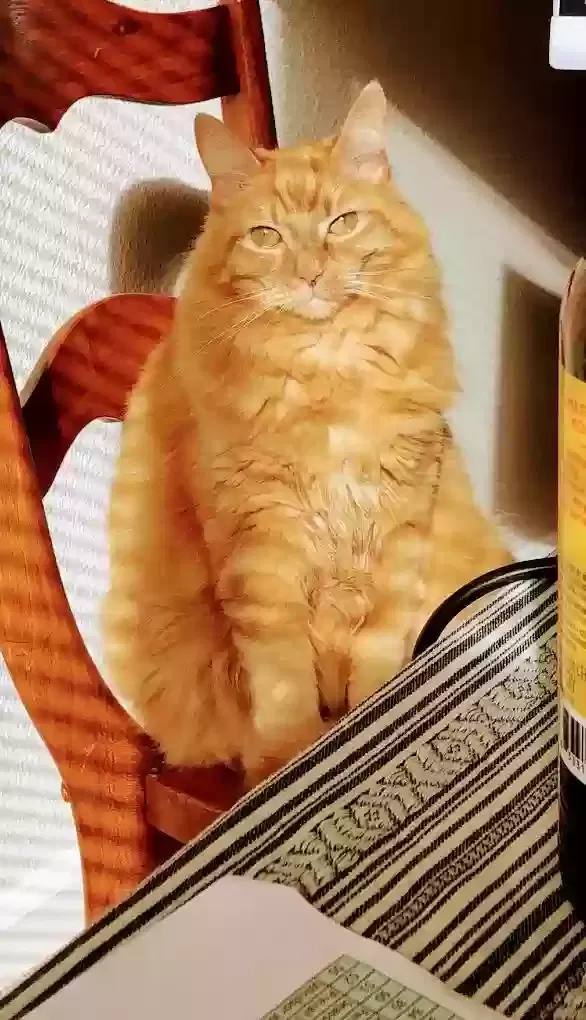 Lost cat in Santa Rosa, CA, 95405