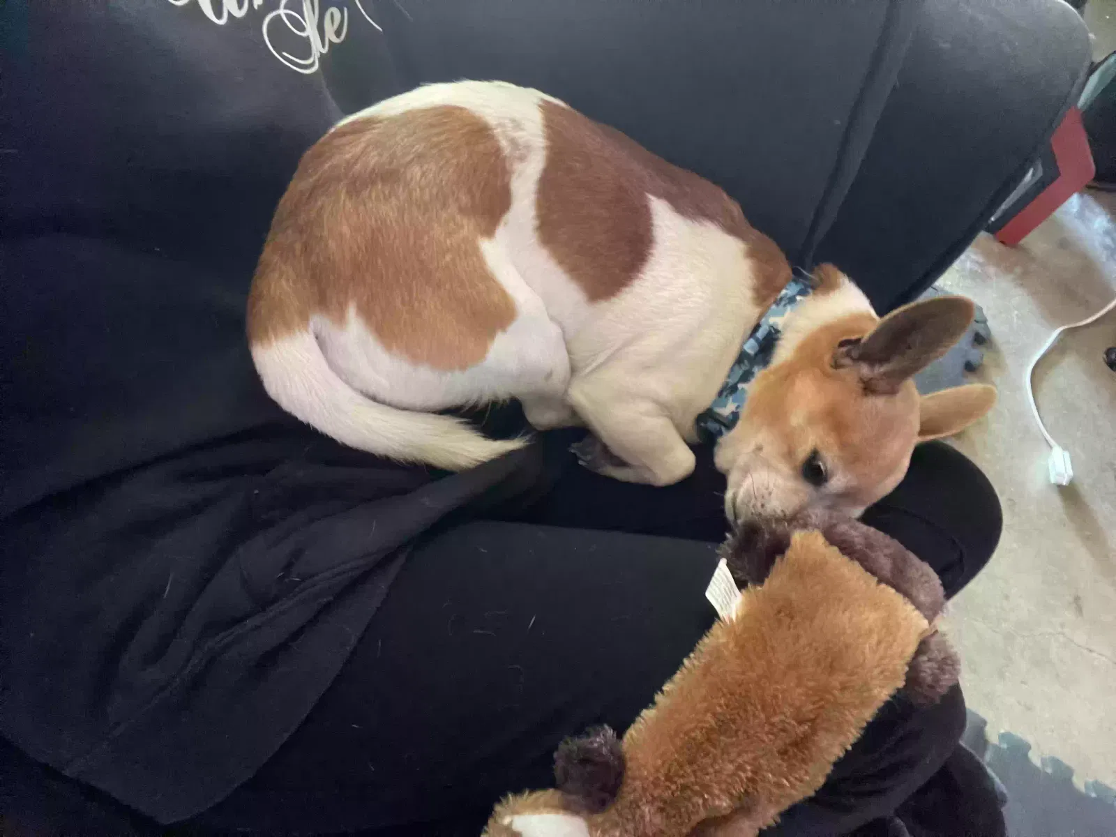 Lost dog in Fremont, CA, 94536