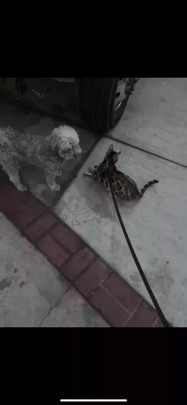 Lost dog in Pacoima, CA, 91331