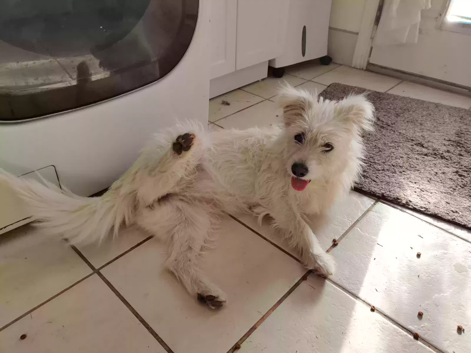 Found dog in Mesa, AZ, 85210