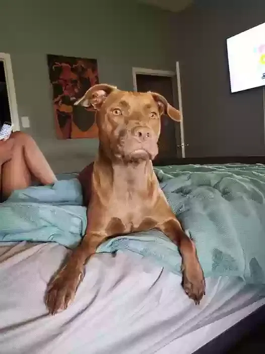 Lost dog in Haslet, TX, 76052