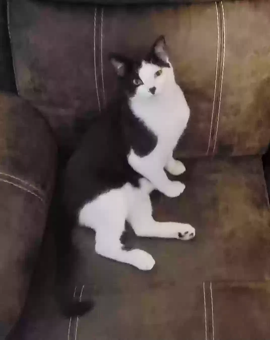 Lost cat in Stevensville, MI, 49127