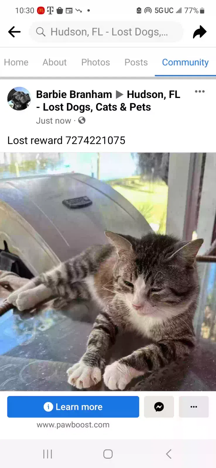 Lost cat in Port Richey, FL, 34668