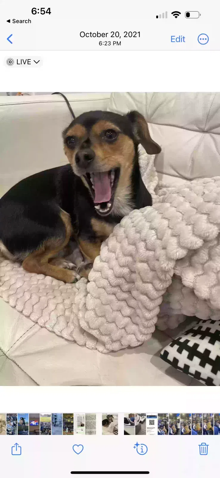 Lost dog in Los Angeles, CA, 90068