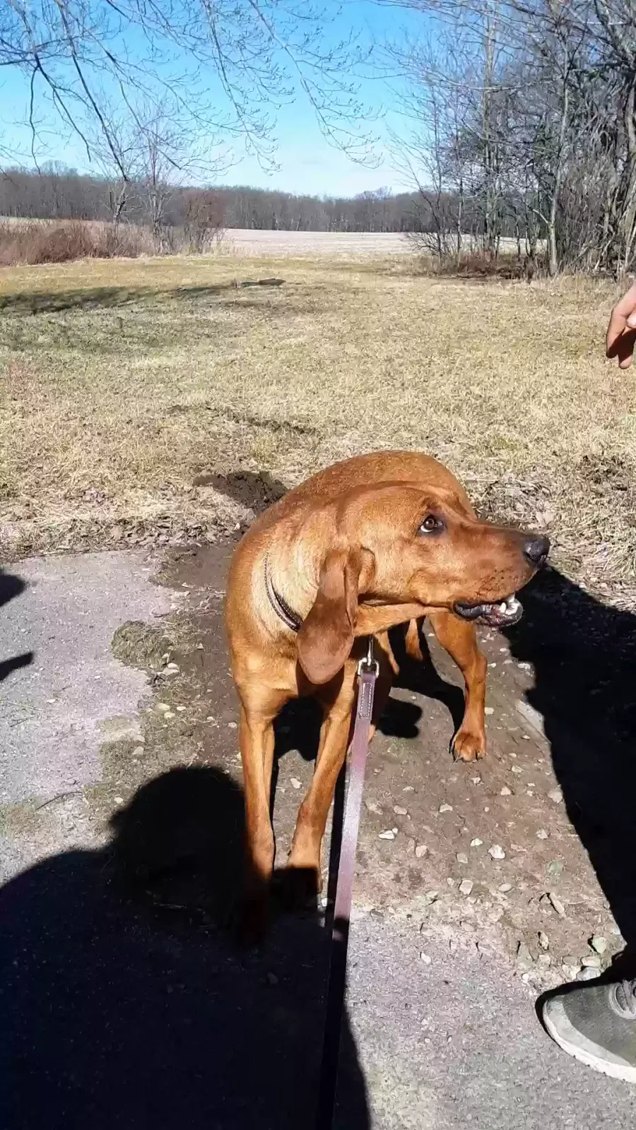 Lost dog in Conneautville, PA, 16406