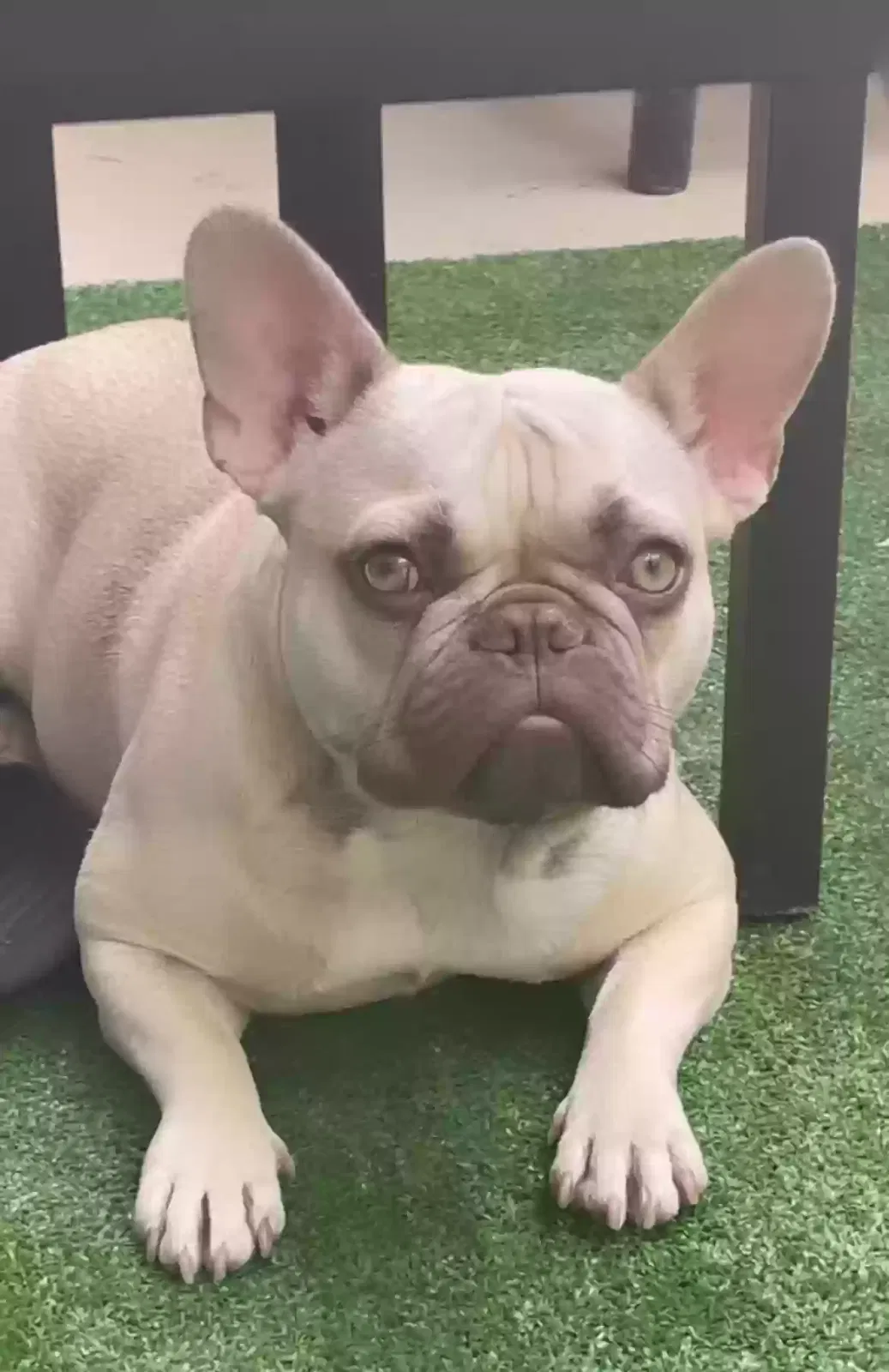 Lost dog in Ontario, CA, 91764