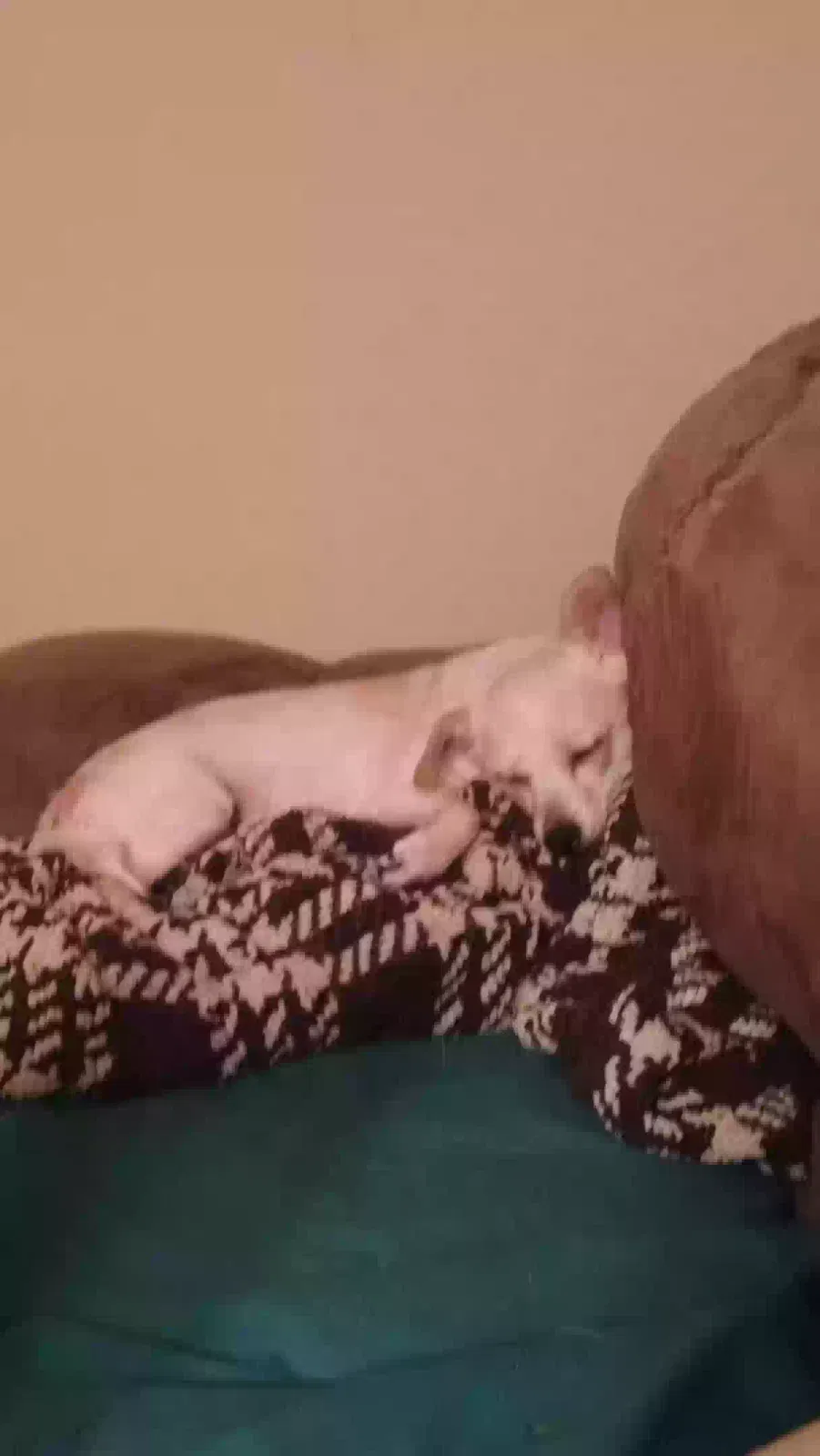 Lost dog in Los Angeles, CA, 90018