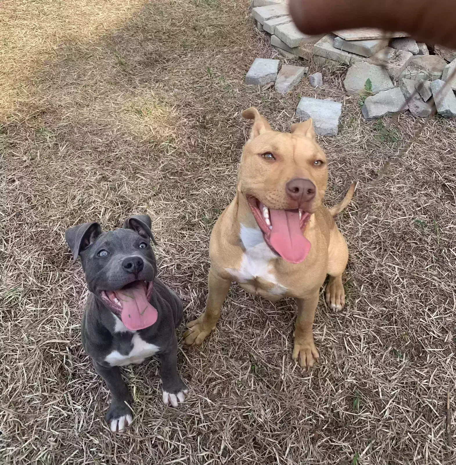Lost dog in Bossier City, LA, 71112