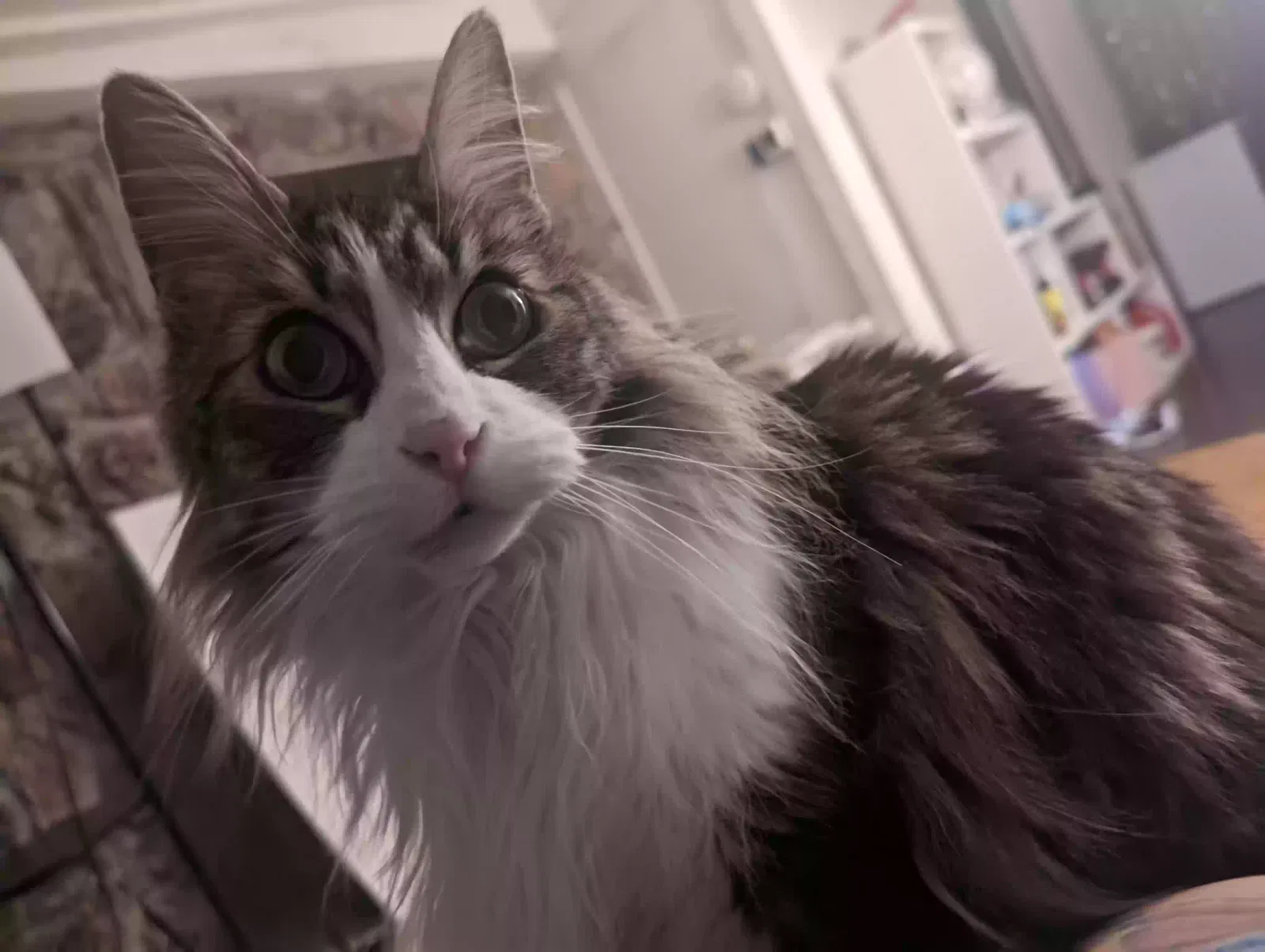 Lost cat in Sacramento, CA, 95828