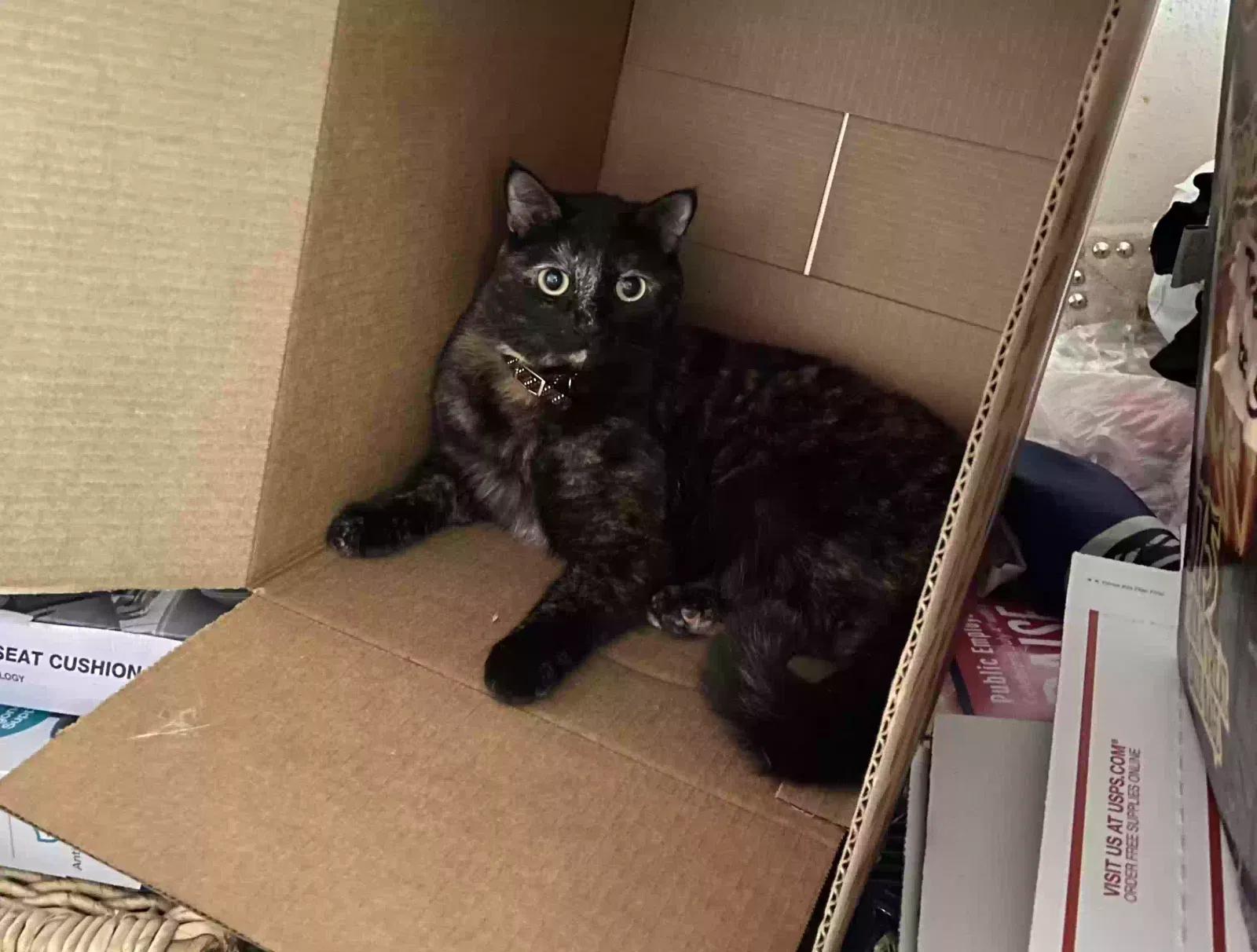 Lost cat in Riverside, CA, 92505