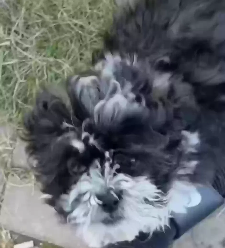 Lost dog in Dublin, OH, 43016
