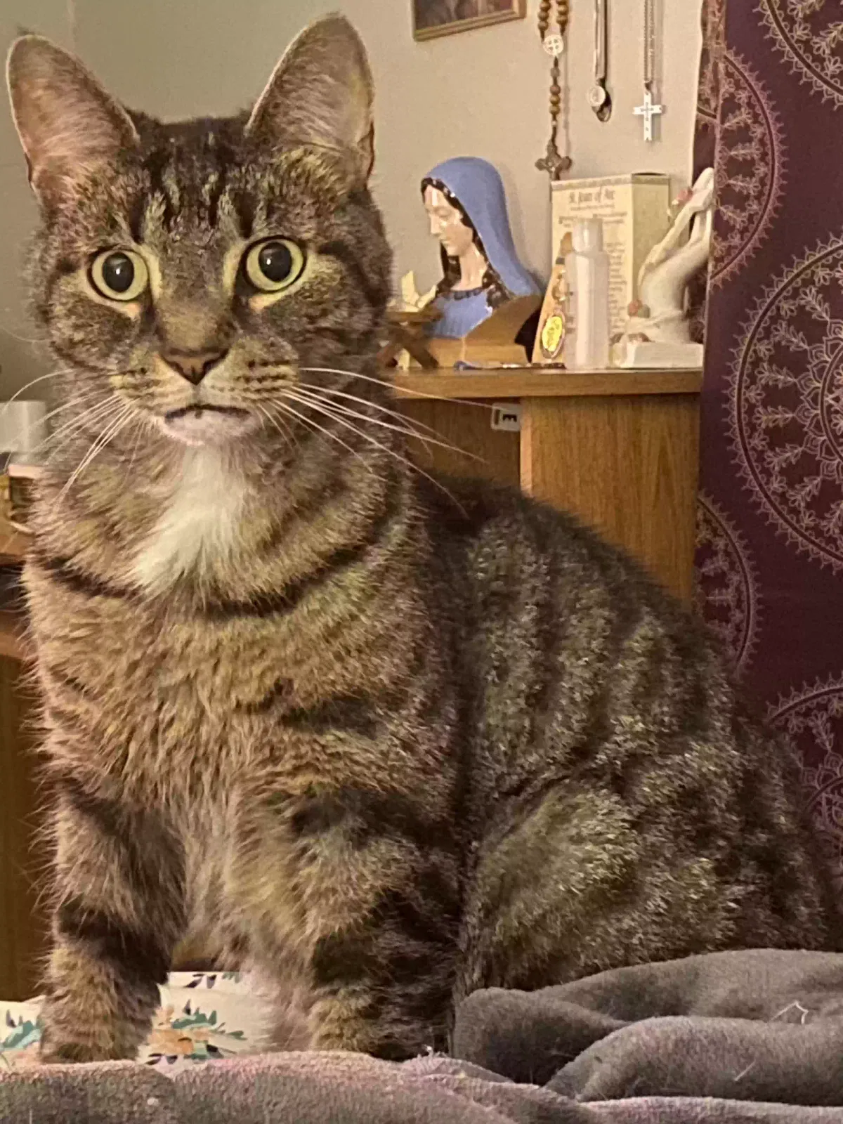 Lost cat in Lafayette, IN, 47905