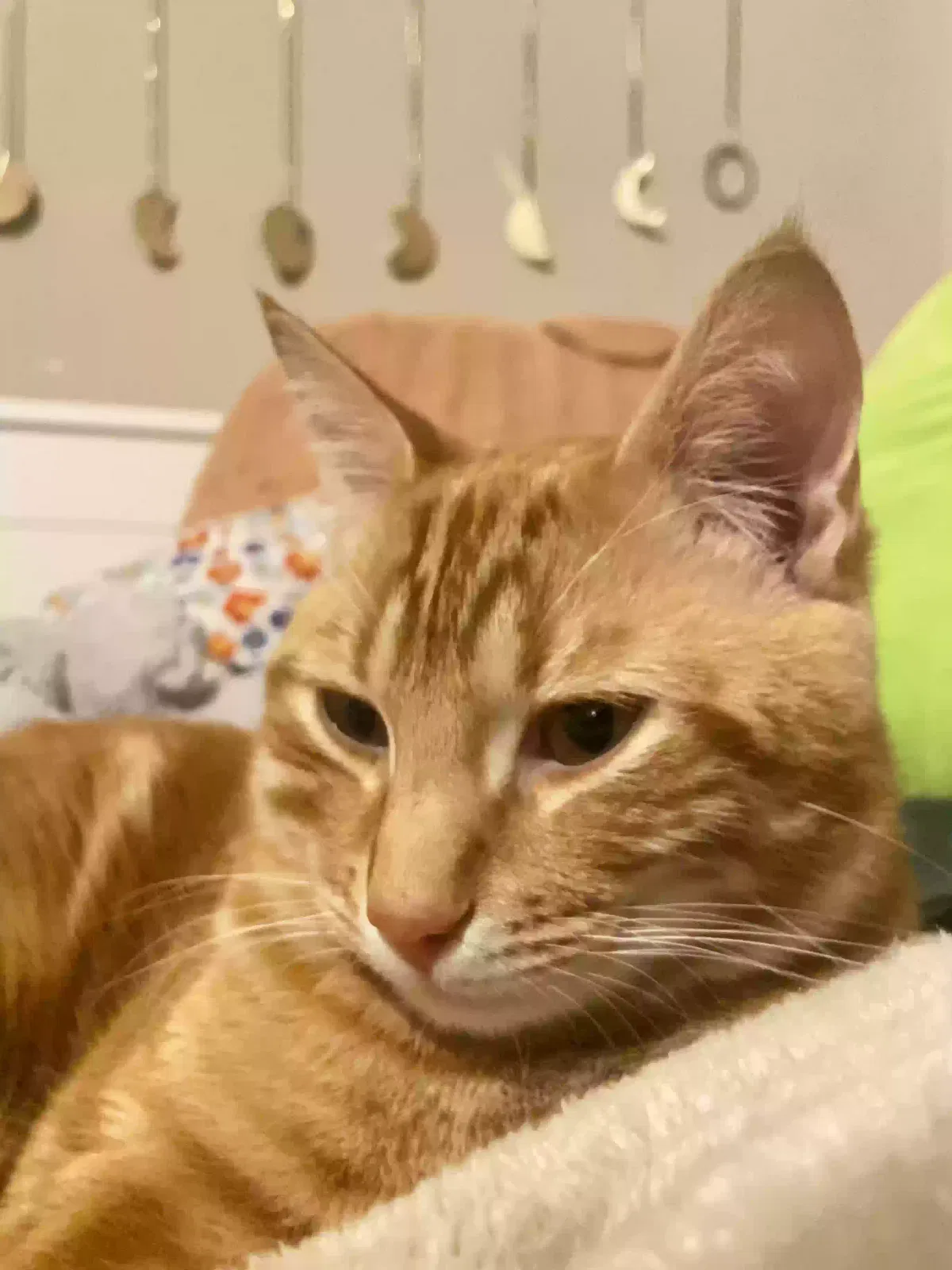 Lost cat in Lake Oswego, OR, 97034