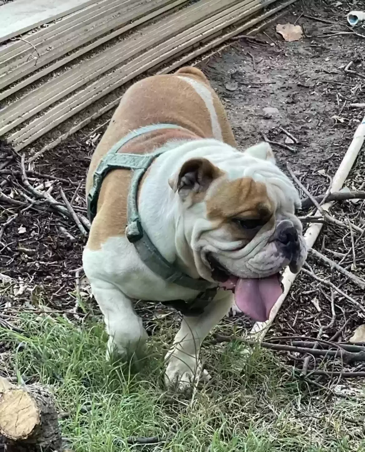 Lost dog in Grand Prairie, TX, 75051