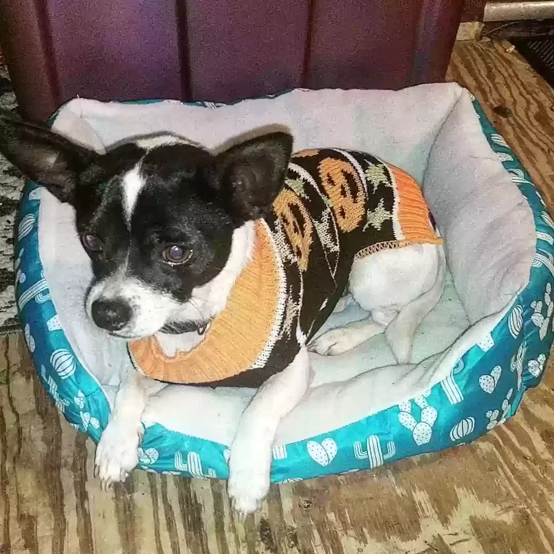 Lost dog in Gonzales, LA, 70737
