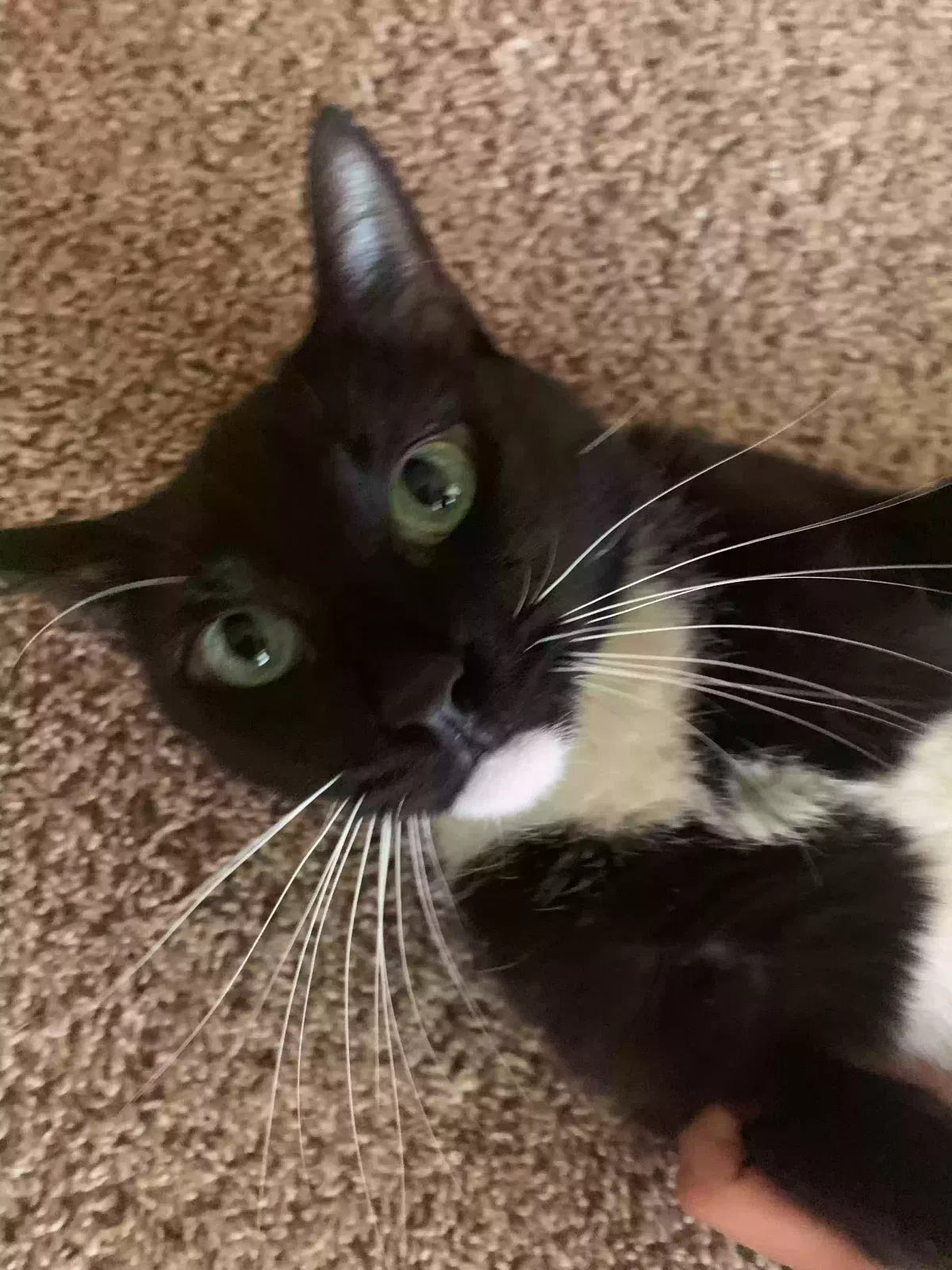 Lost cat in Mansfield, TX, 76063
