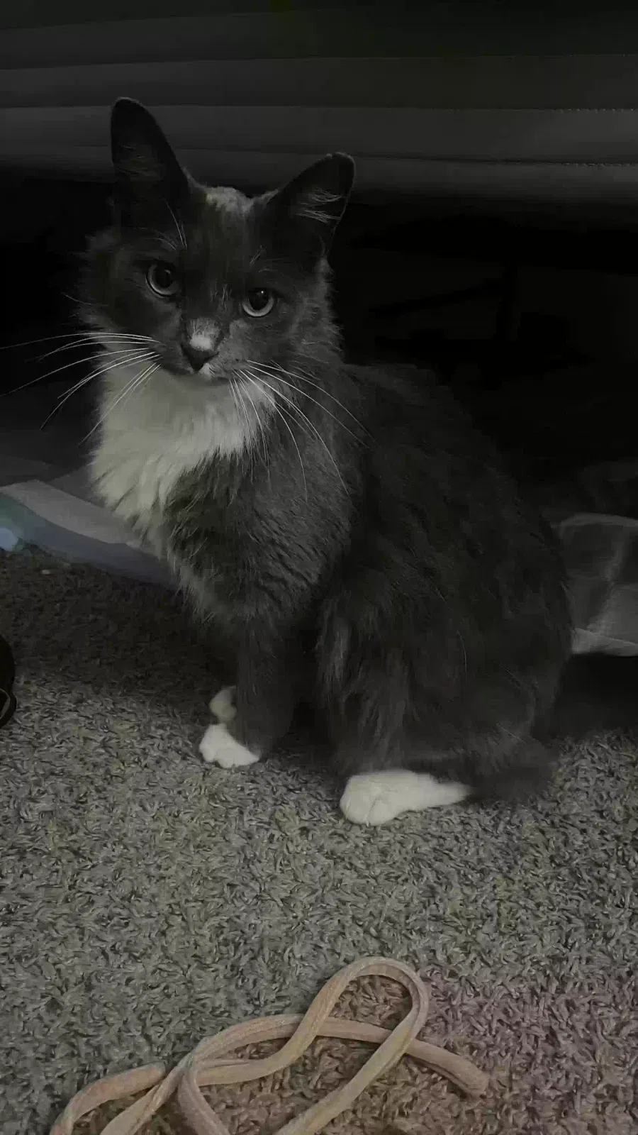 Lost cat in Port Hueneme, CA, 93041