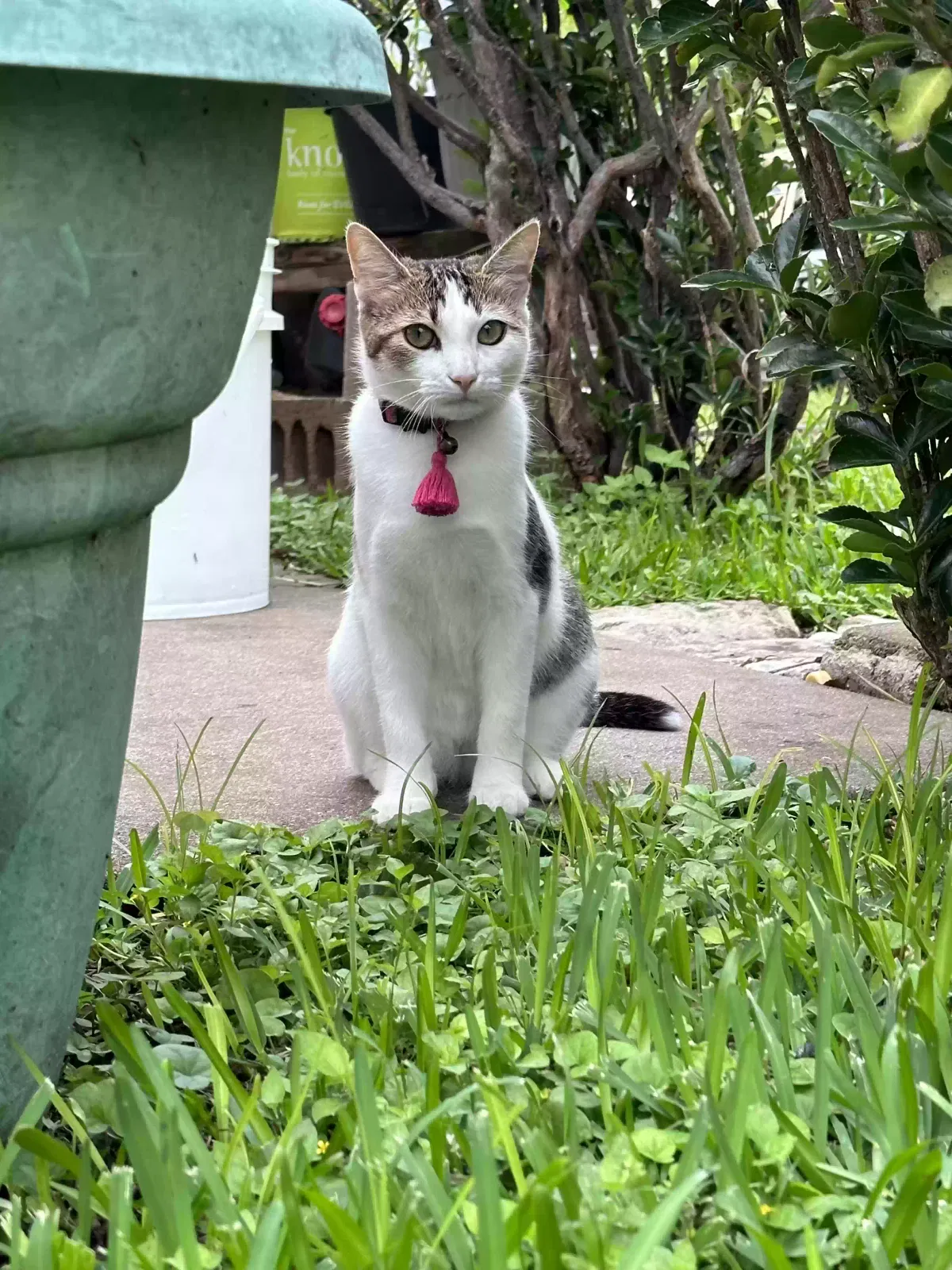 Lost cat in Austin, TX, 78758