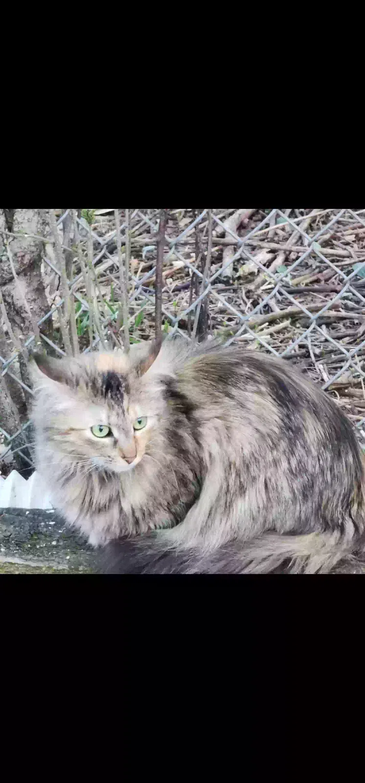 Lost cat in Crystal Lake, IL, 60014