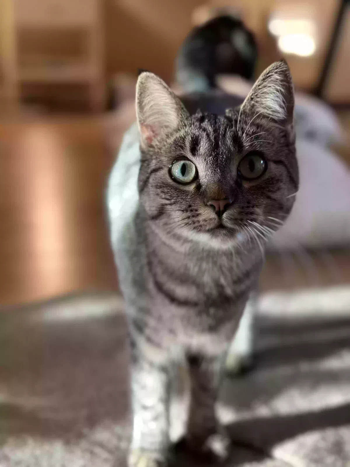 Lost cat in Santa Clara, CA, 95050