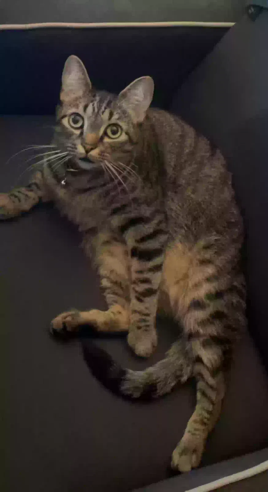 Lost cat in Norfolk, VA, 23510