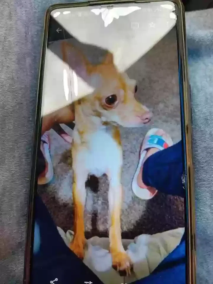 Lost dog in Winston Salem, NC, 27106