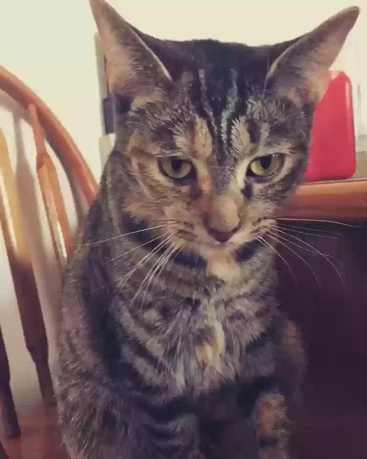 Lost cat in Palmyra, IN, 47164