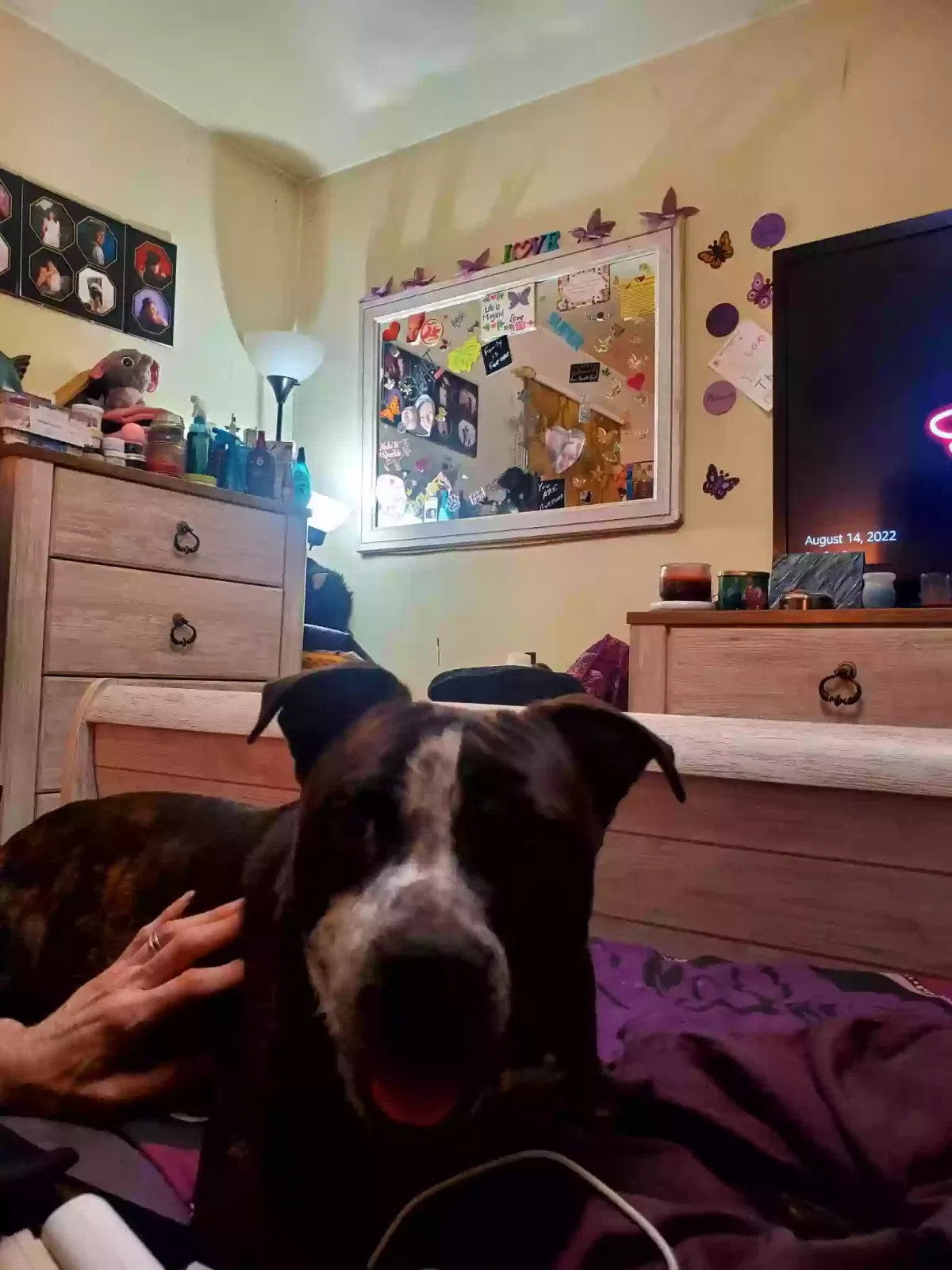 Lost dog in Fairland, IN, 46126