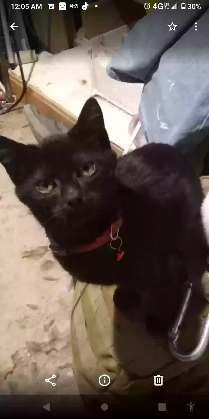 Lost cat in San Antonio, TX, 78202