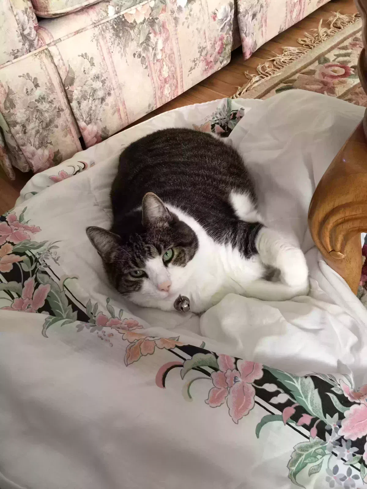 Lost cat in Blue Point, NY, 11715