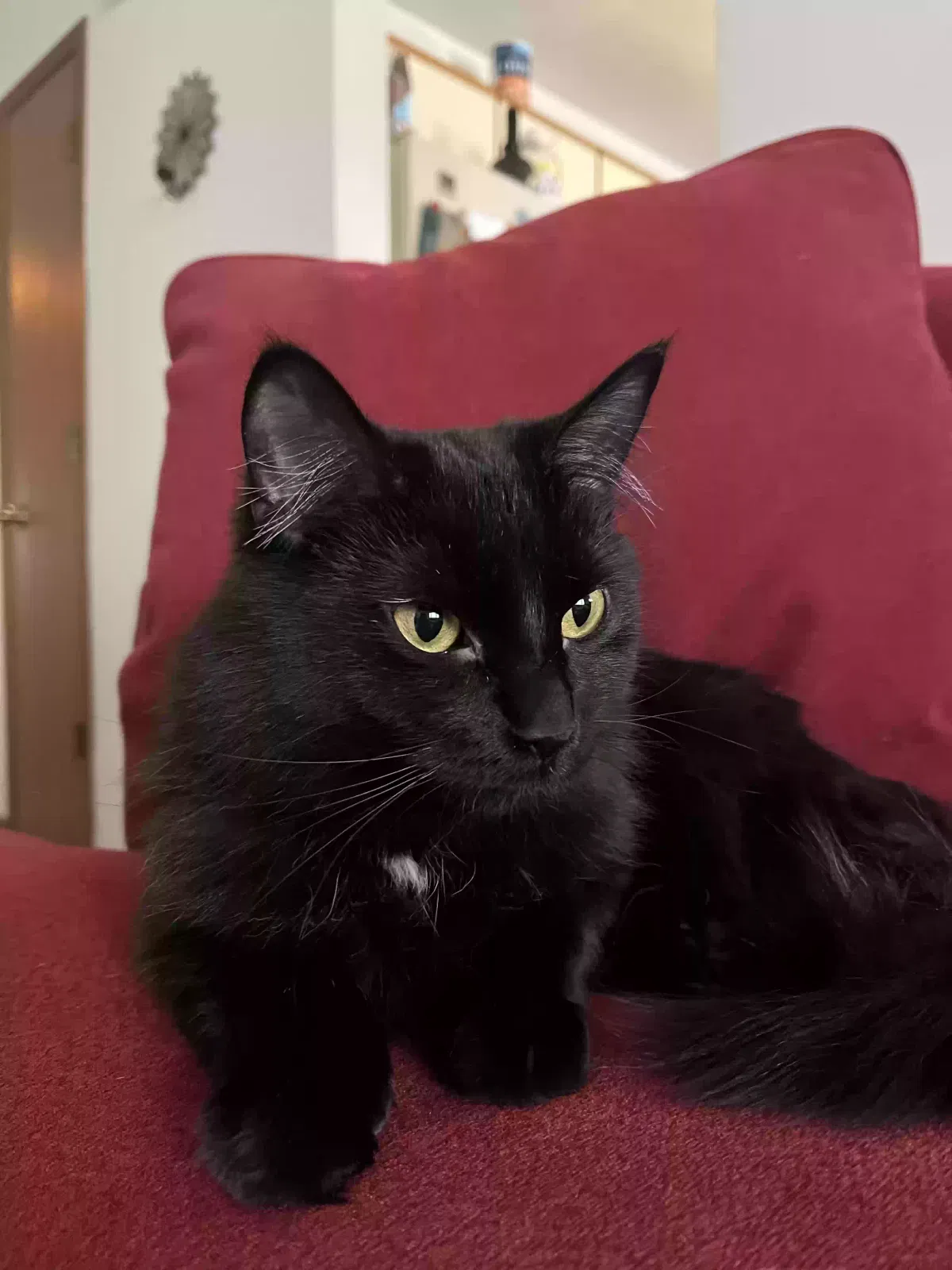 Lost cat in Spearfish, SD, 57783