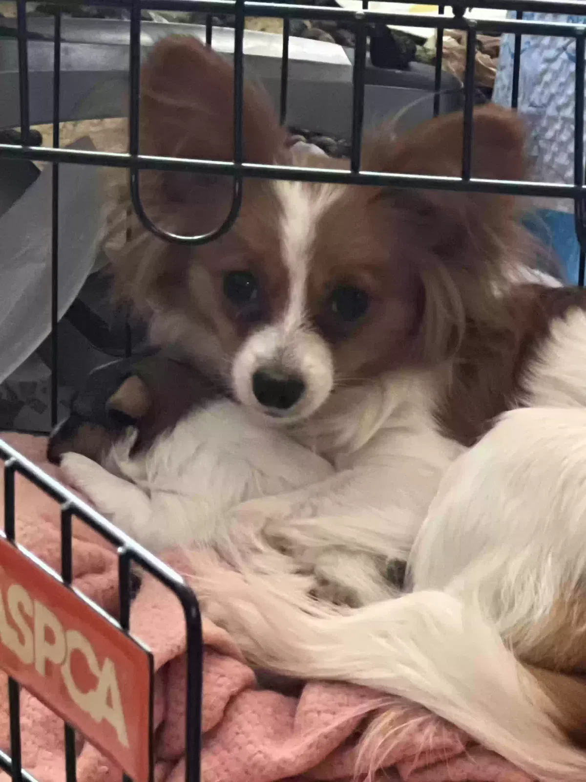 Lost dog in Mesquite, TX, 75181