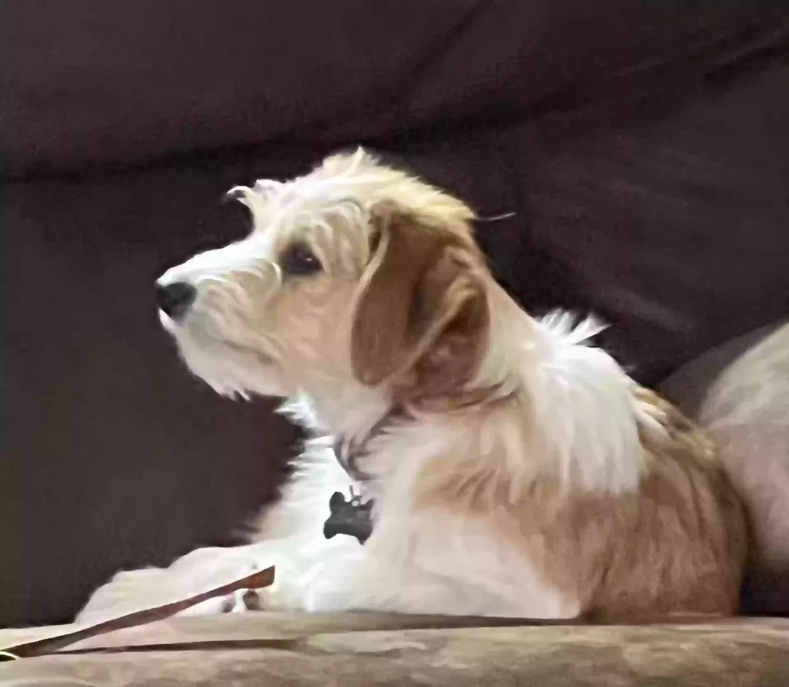 Lost dog in Mesquite, TX, 75181