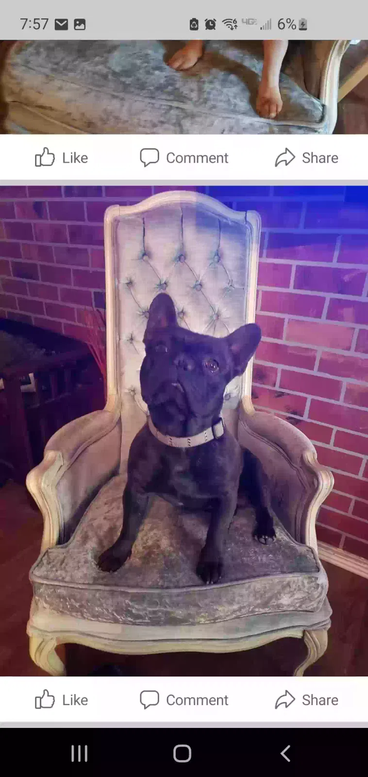 Lost dog in Hailey, ID, 83333