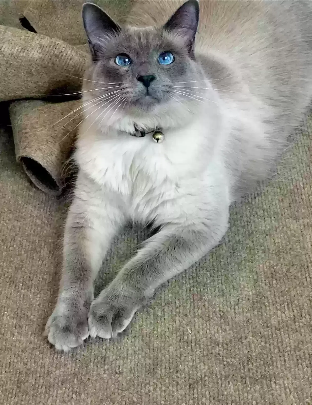 Lost cat in Shreveport, LA, 71129