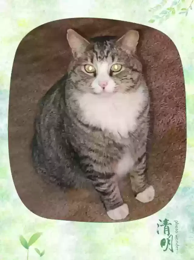 Lost cat in Norman, OK, 73072