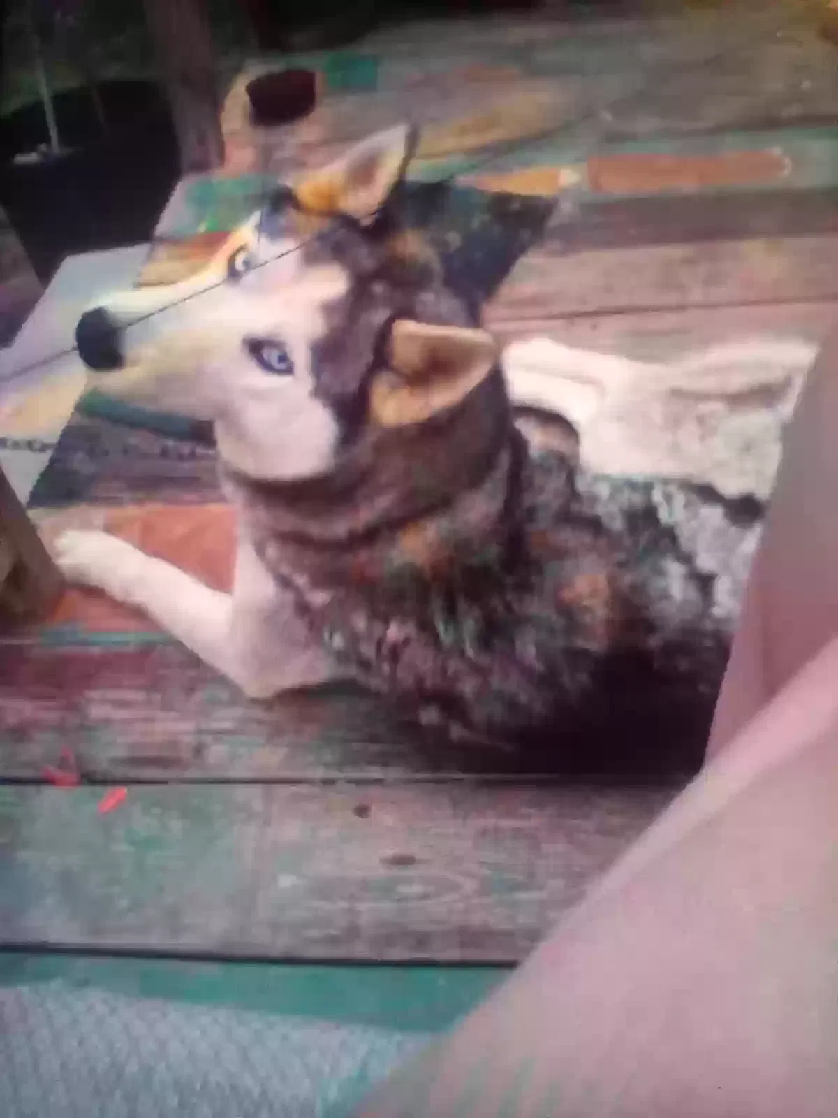 Lost dog in Dalton, GA, 30721