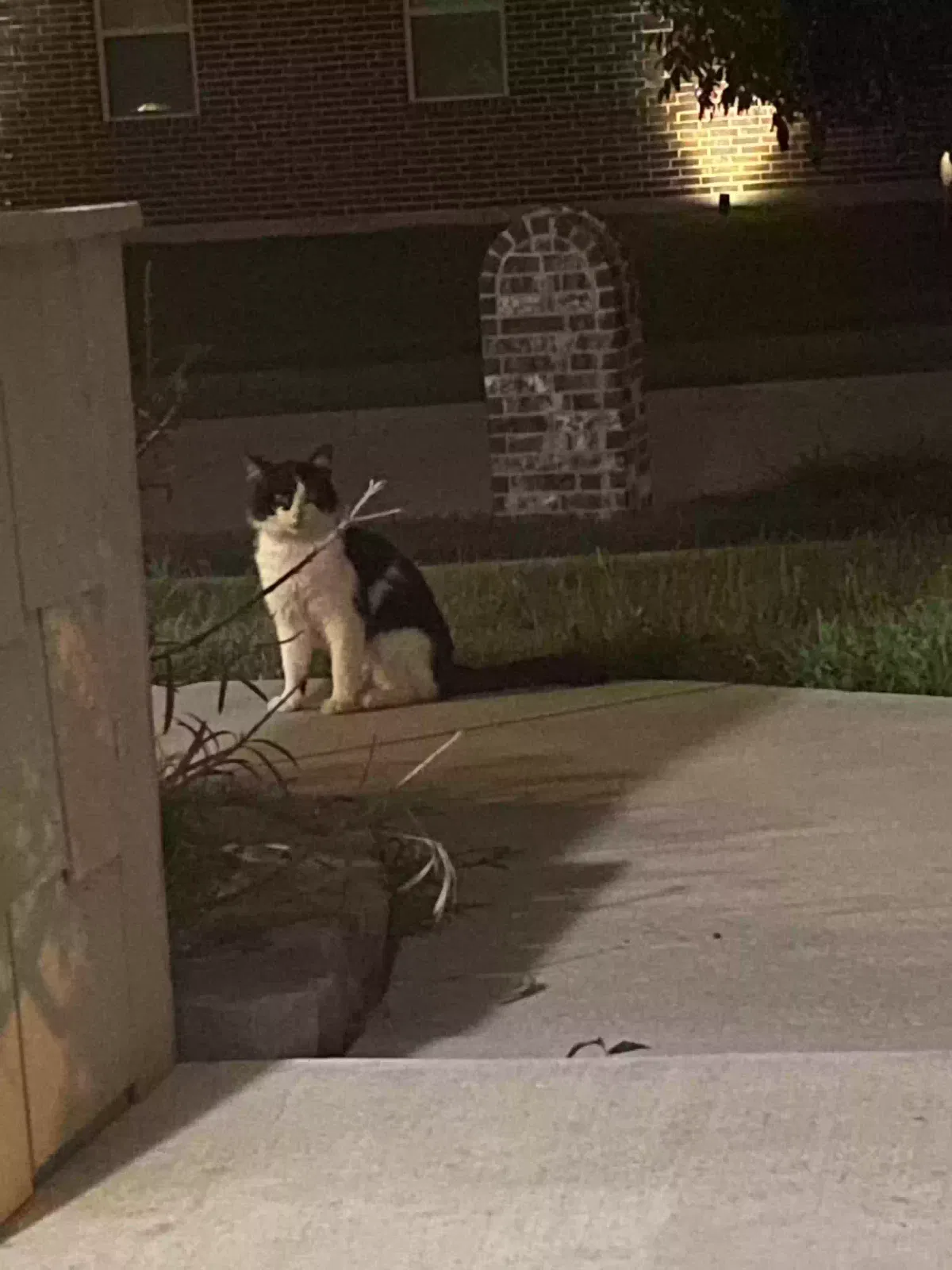 Found cat in Mansfield, TX, 76063
