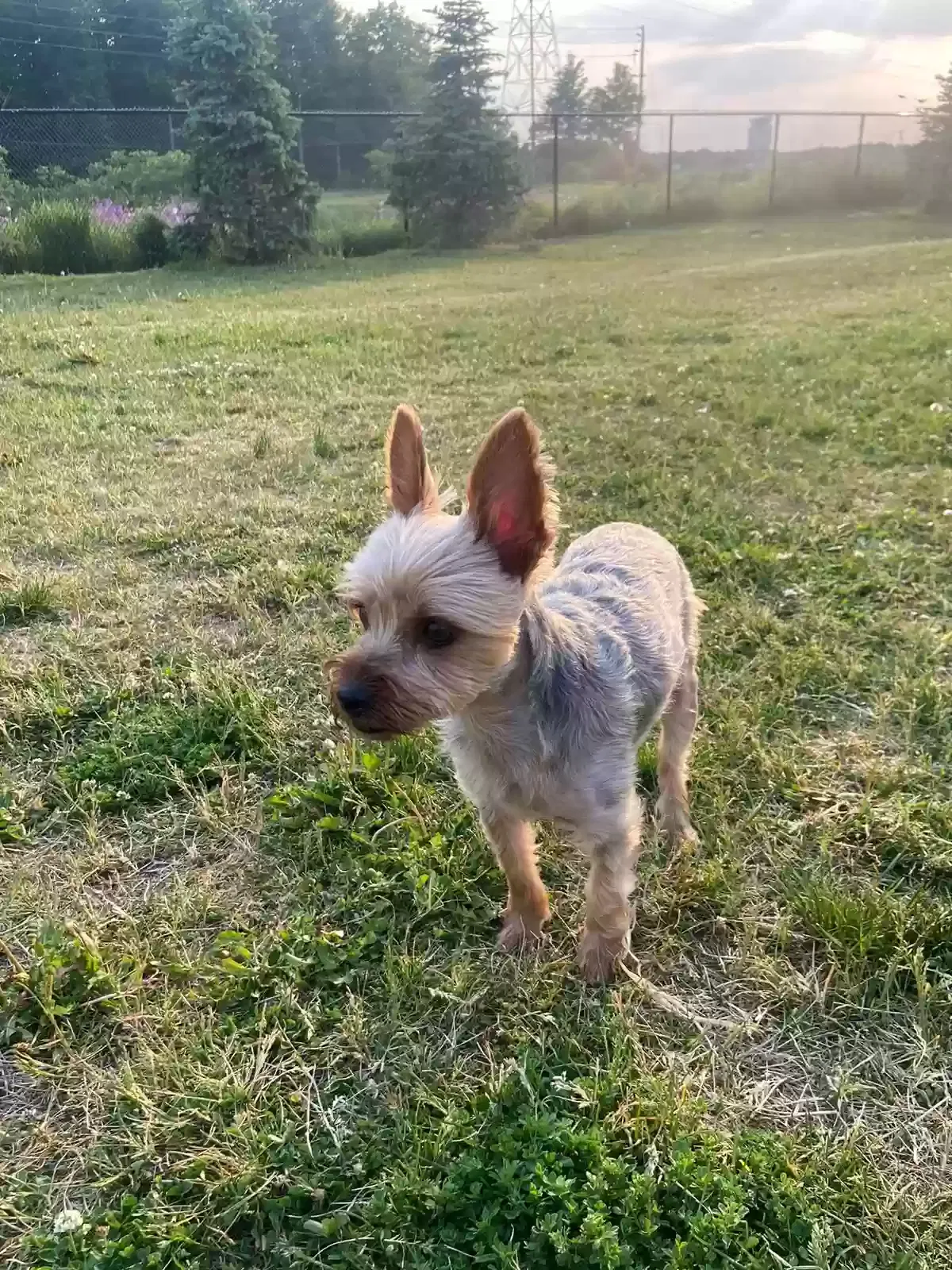 Lost dog in London, OH, 43140