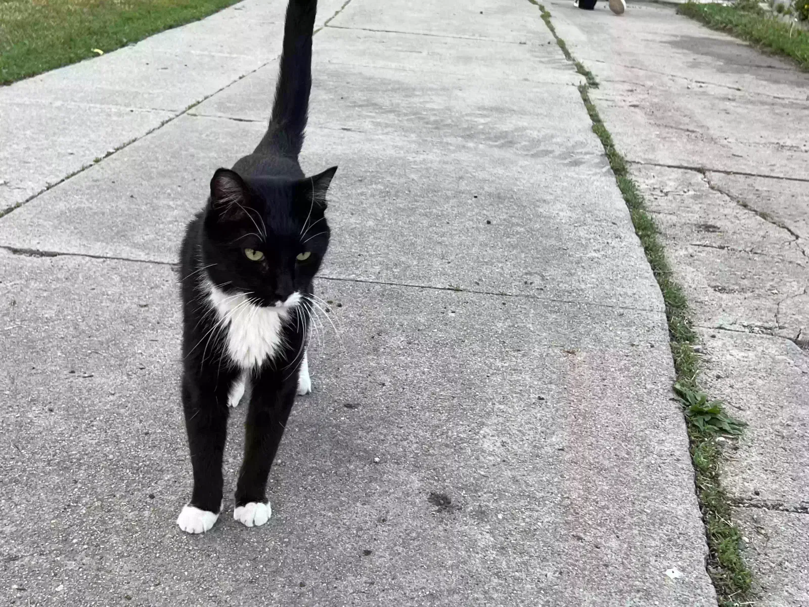 Lost cat in Bennington, NE, 68007