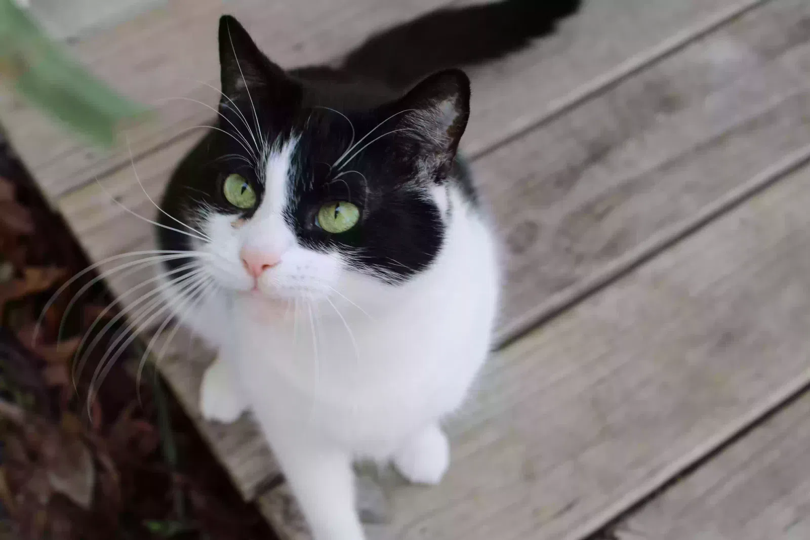 Lost cat in Jacksonville, FL, 32225