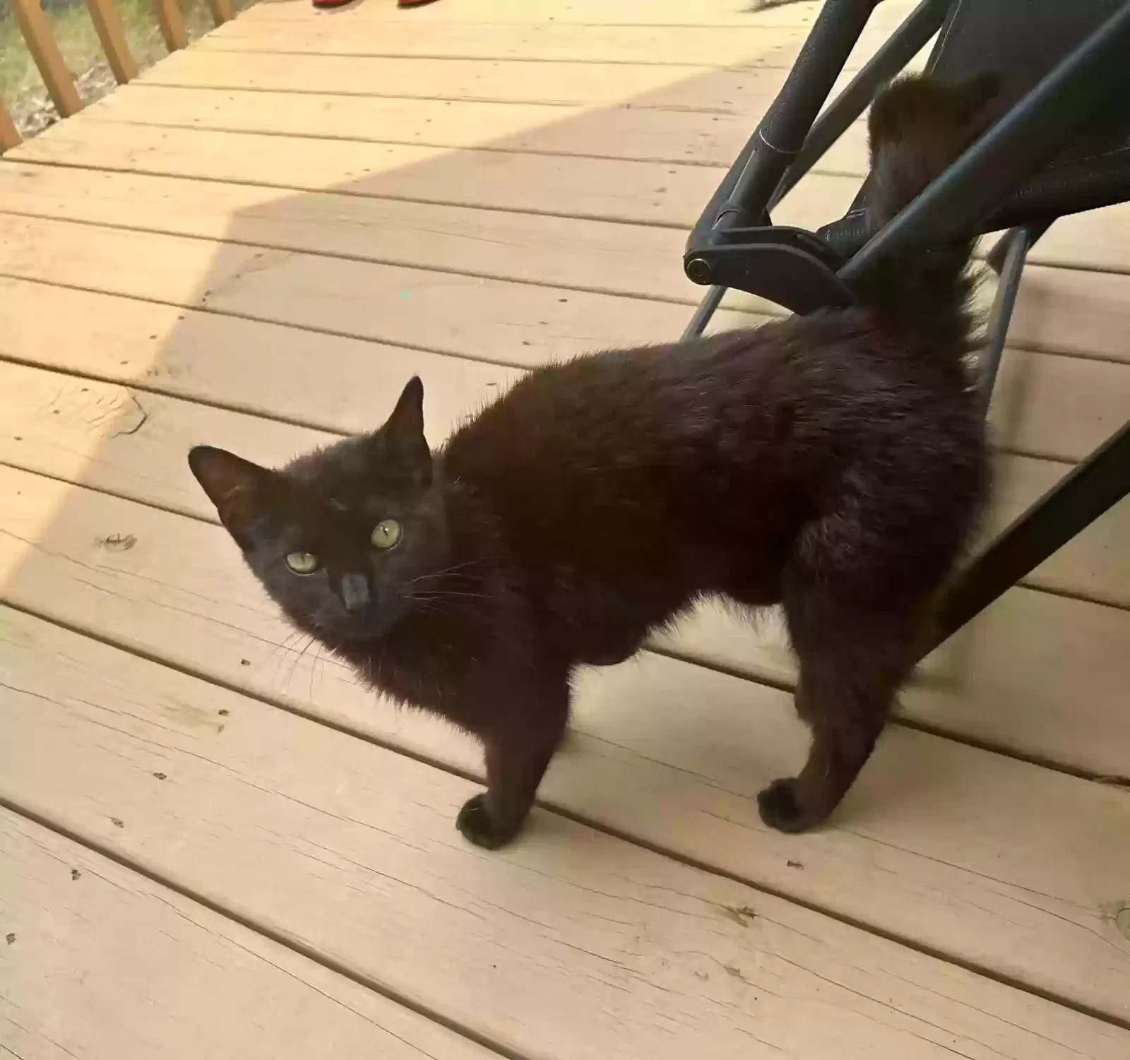 Found cat in Roxboro, NC, 27574