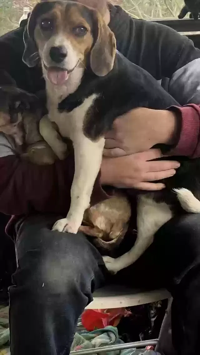 Lost dog in Casar, NC, 28020