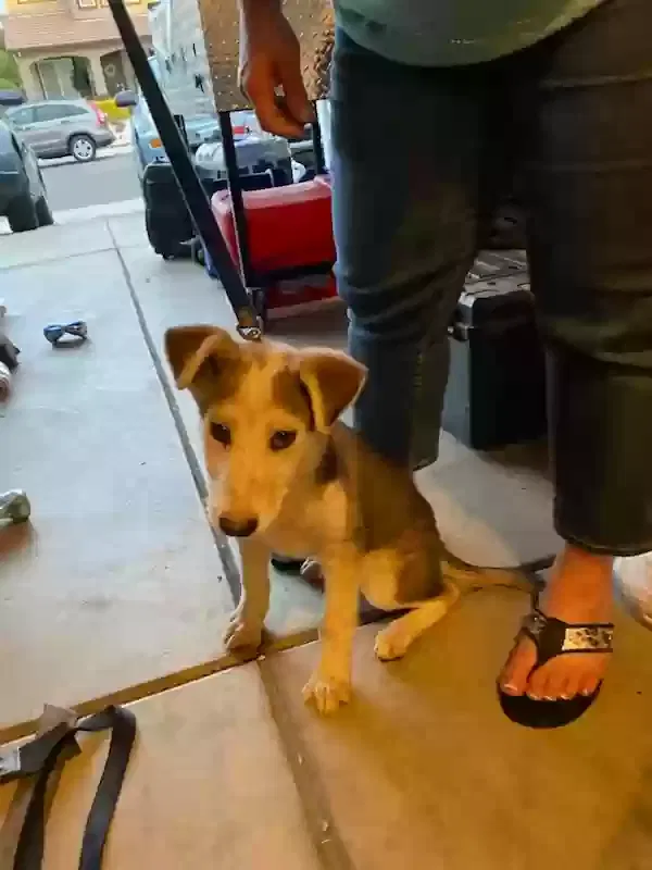 Found dog in Riverbank, CA, 95367